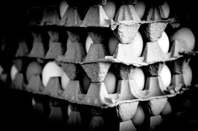 layers of four egg cartons filled with eggs